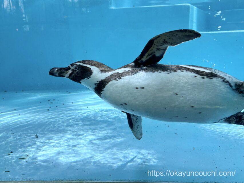 夢見ヶ崎動物公園のペンギン