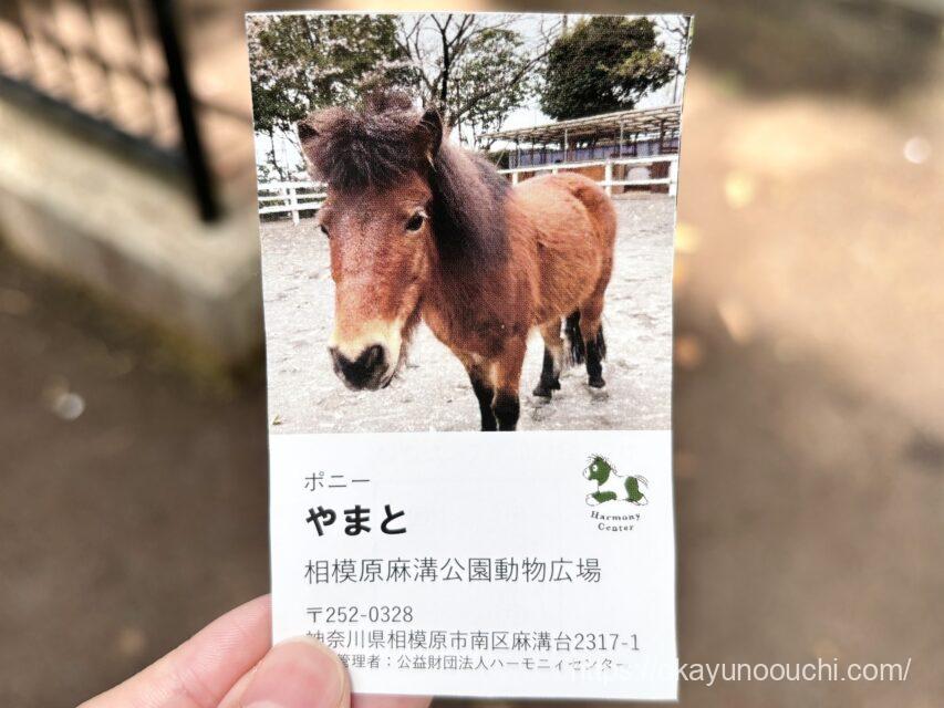 夢見ヶ崎動物公園のポニー乗馬